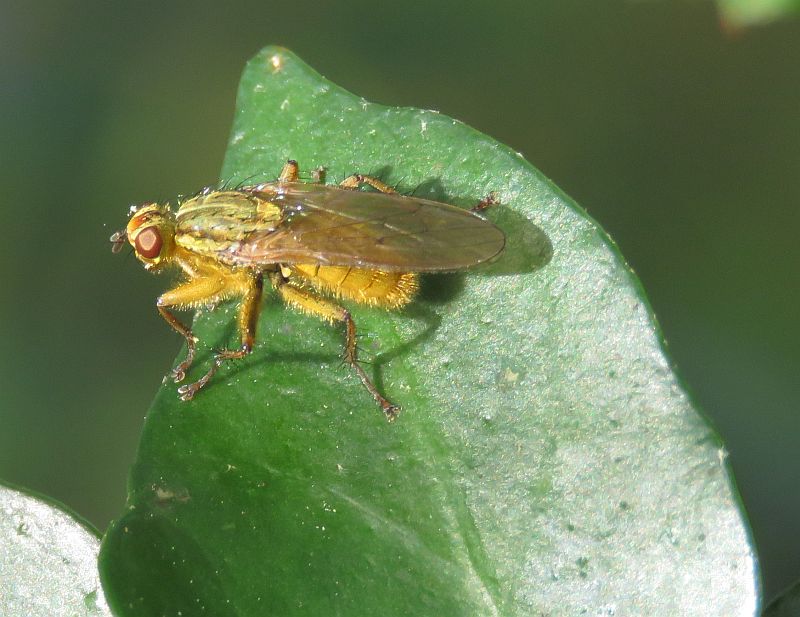  Yellow Dung Fly